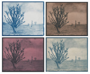 Cyanotype by Christine Huhn