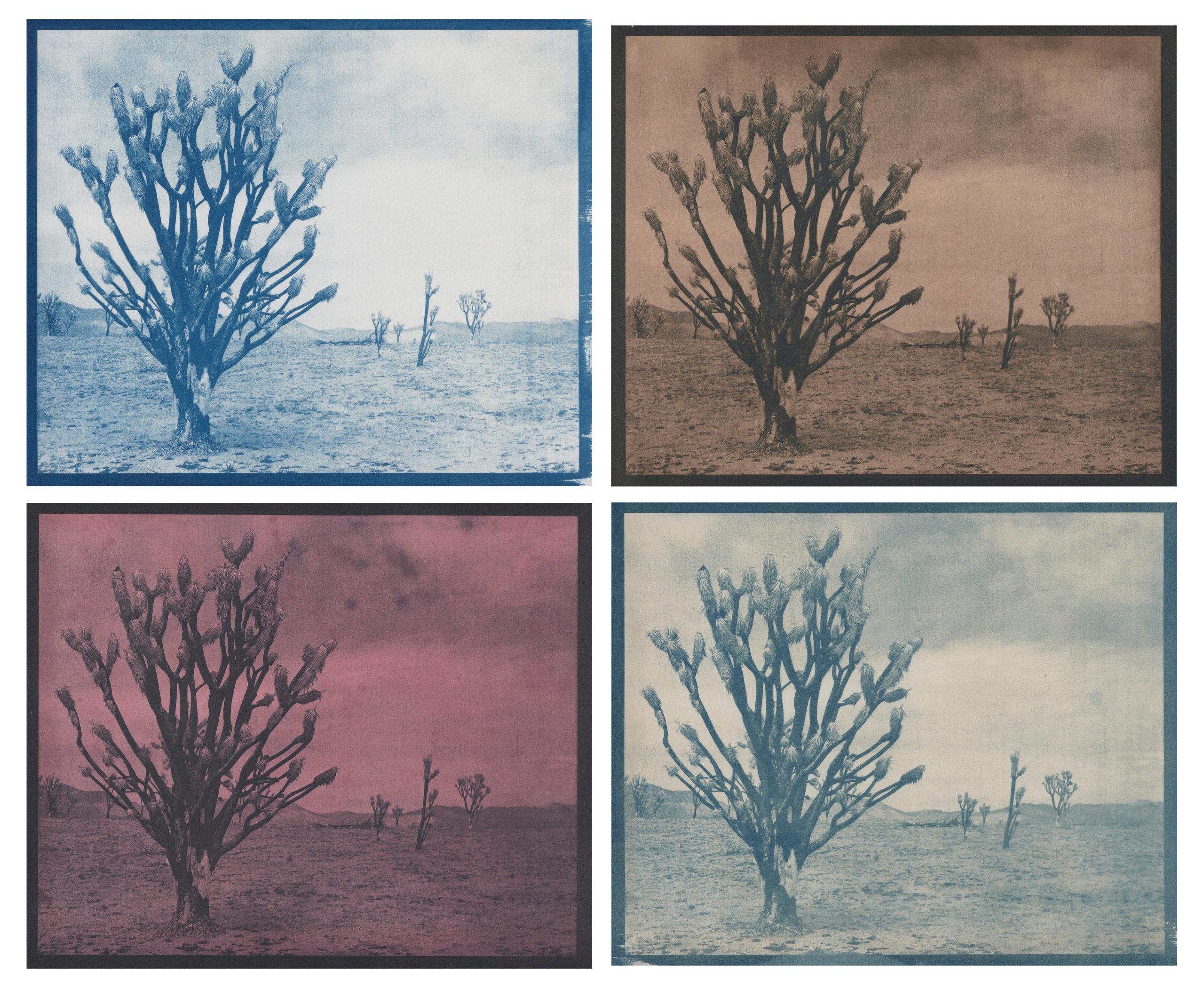 Intro to Cyanotype Printing & Toning with Botanicals (February) - Kala Art  Institute