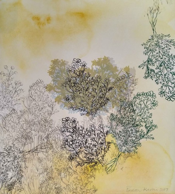 Chamomile in the Garden of Ghafiqi