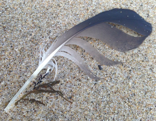 Feather and Sand
