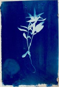 Almond_ Mary Shisler